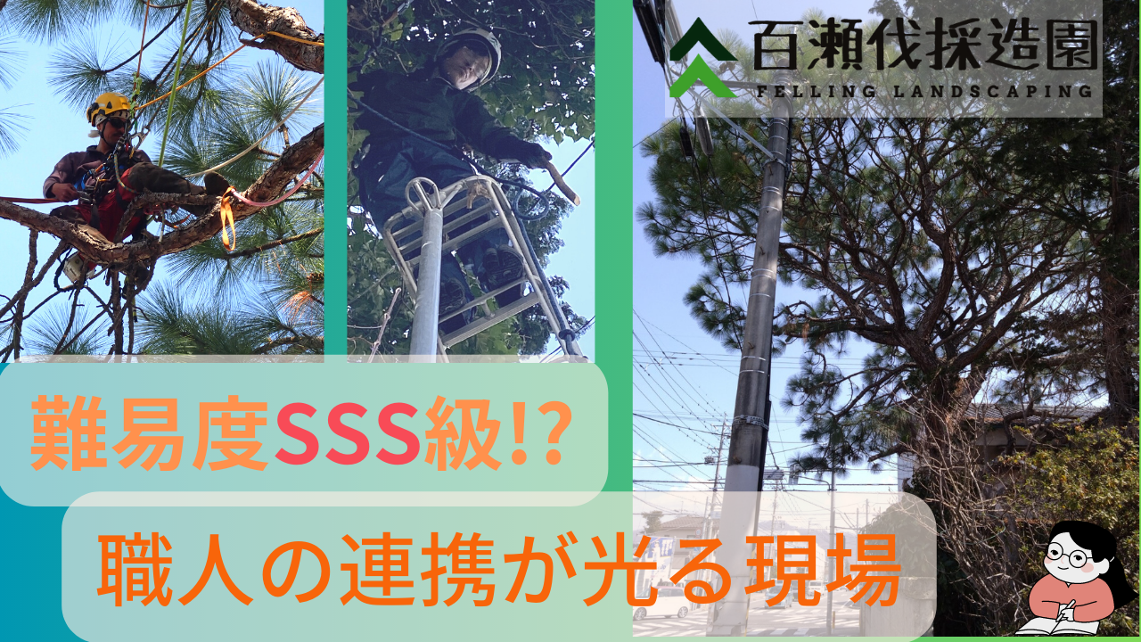難易度SSS級！職人同士の連携が光る現場〜大王松編〜 | 百瀬伐採造園