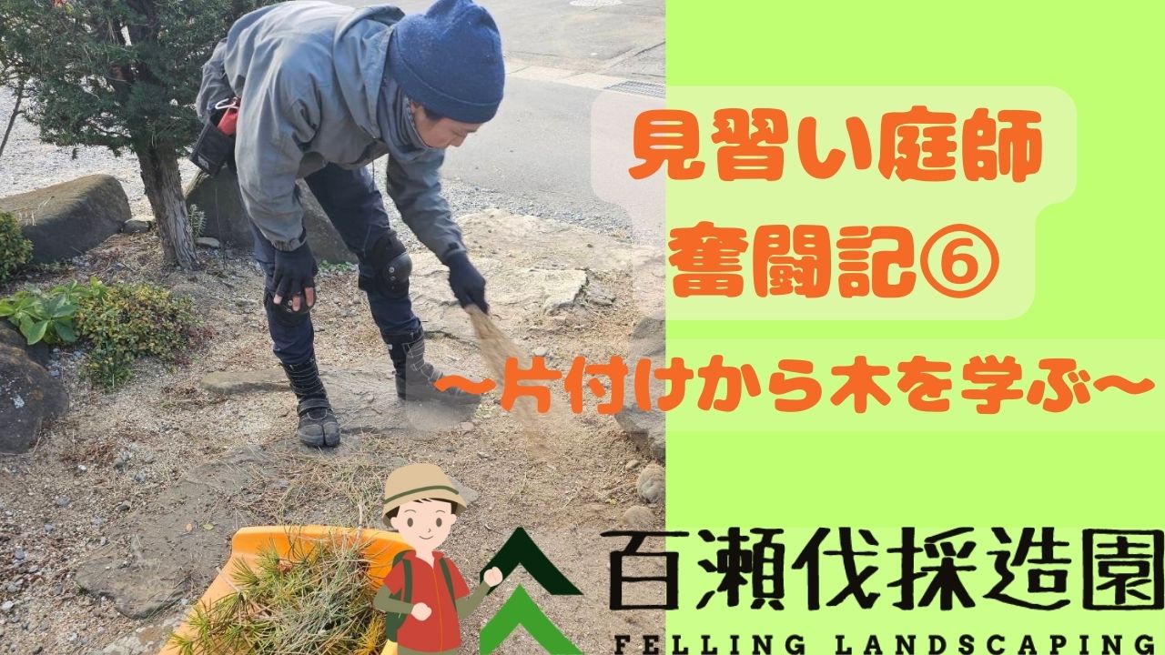 見習い庭師奮闘記⑥〜片付けから木の特徴を学ぶ〜 | 百瀬伐採造園