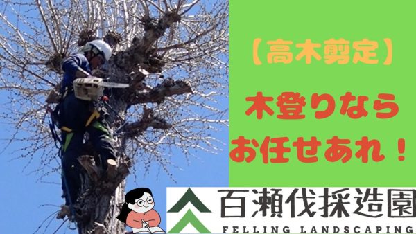 【高木剪定】木登りならお任せあれ！